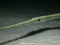 smooth cornetfish
diver1000000@hotmail.com by Karim Salah 